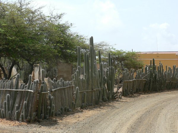 16- Cloture de cactus 